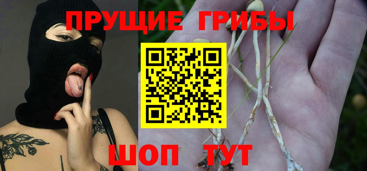 Псилоцибиновые грибы Psilocybine cubensis Горячий Ключ